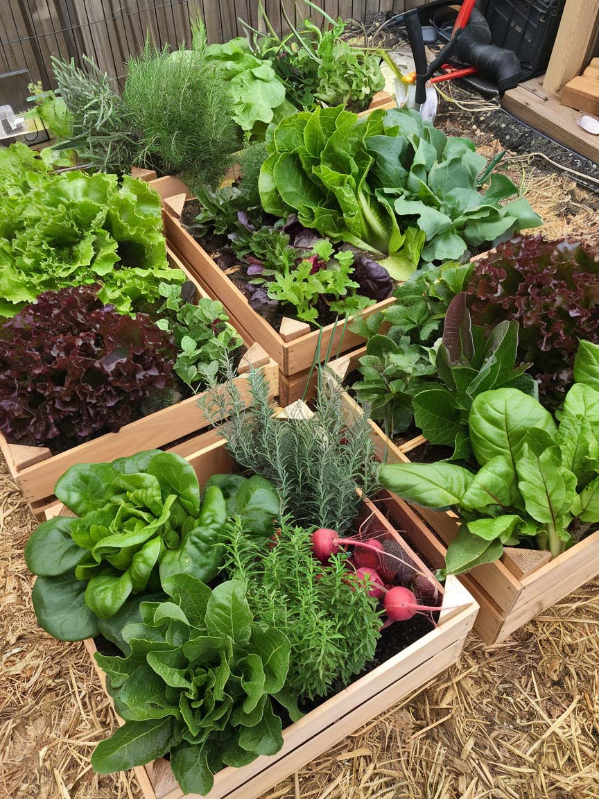 garden-budget-ideas-7 7. Raised Wooden Garden Boxes for Fresh Produce